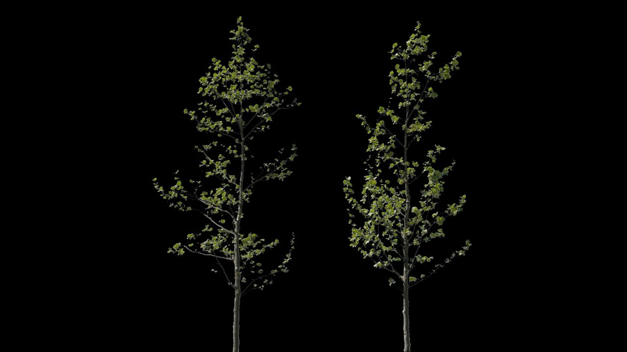 플라타누스 고립된 나무