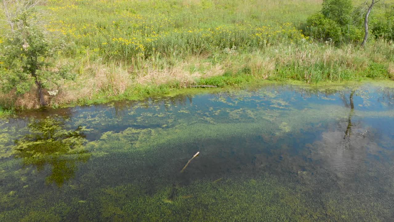 호숫가 위를 날아 야생화 4k까지 낮게 날아가는 드론