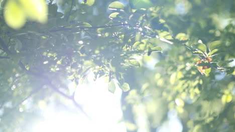 Morning-Sun-Comes-Up-Through-Leaves-At-Sunrise-8