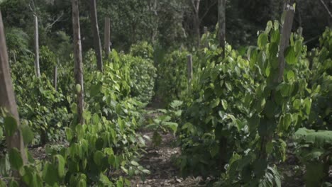 Handgeführte-Sarawak-Pfefferfarm,-Die-Auf-Einem-Stelzpfeiler-An-Einem-Hügelhang-Gewachsen-Ist,-Grün