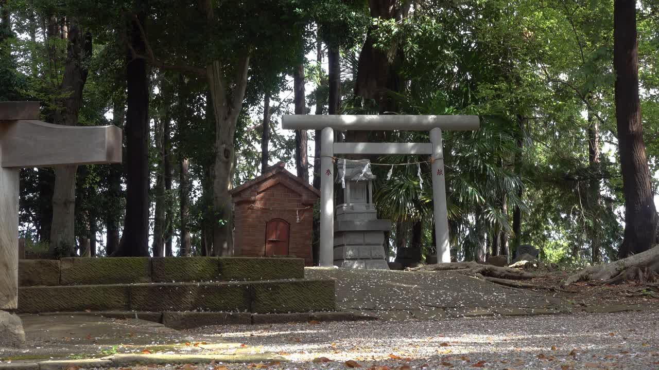 hermoso paisaje en el templo japonés con puerta torii y pétalos de sakura caídos