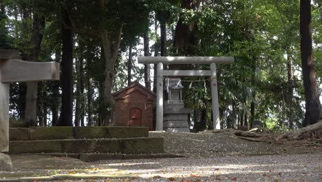 beautiful scenery at japanese temple with torii gate and fallen sakura petals