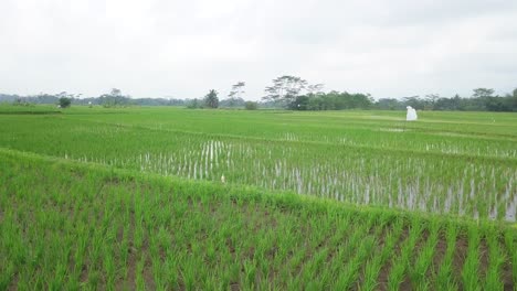 Low-angle-drone-shot-of-flooded-rice-field-with-young-paddy-plant-in-the-morning