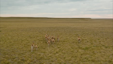 guanacos vagando por los pastizales cerca del río grande en argentina