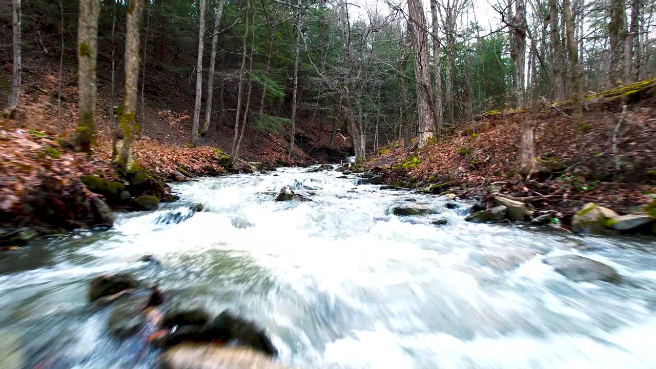 flowing river running through a forested area,