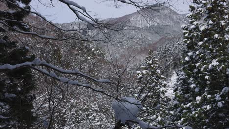 freshly fallen snow on tree tops of forest in nagano, japanese alps