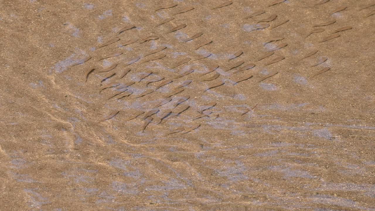 멀리서 본 물고기 떼는 다른 물고기들이 그들의 밑면을 드러내는 플립으로 대각선 정렬을 만드는, poropuntius sp.