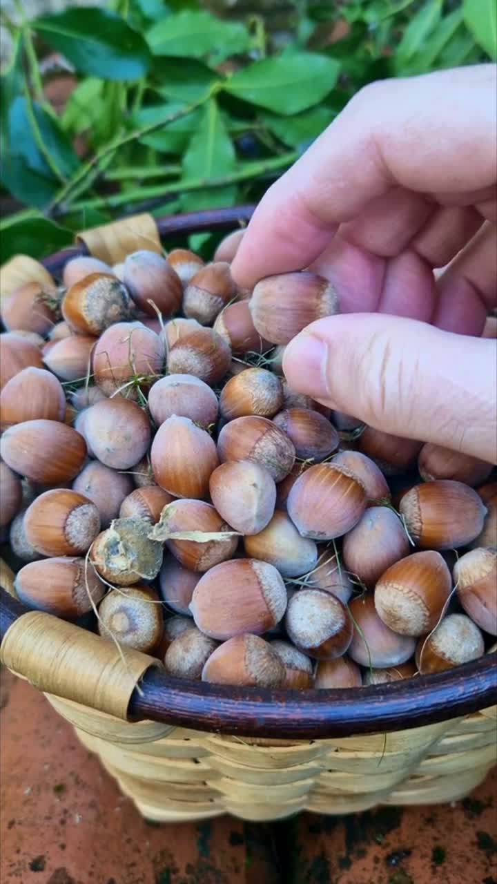 Freshly harvested hazelnuts in a rustic basket surrounded by autumn leaves, symbolizing fall harvest and natural organic food