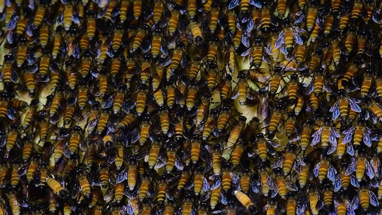 se sabe que las abejas melíferas gigantes construyen grandes colonias de nidos con bolsillos simétricos hechos de cera para almacenar miel como fuente de alimento.