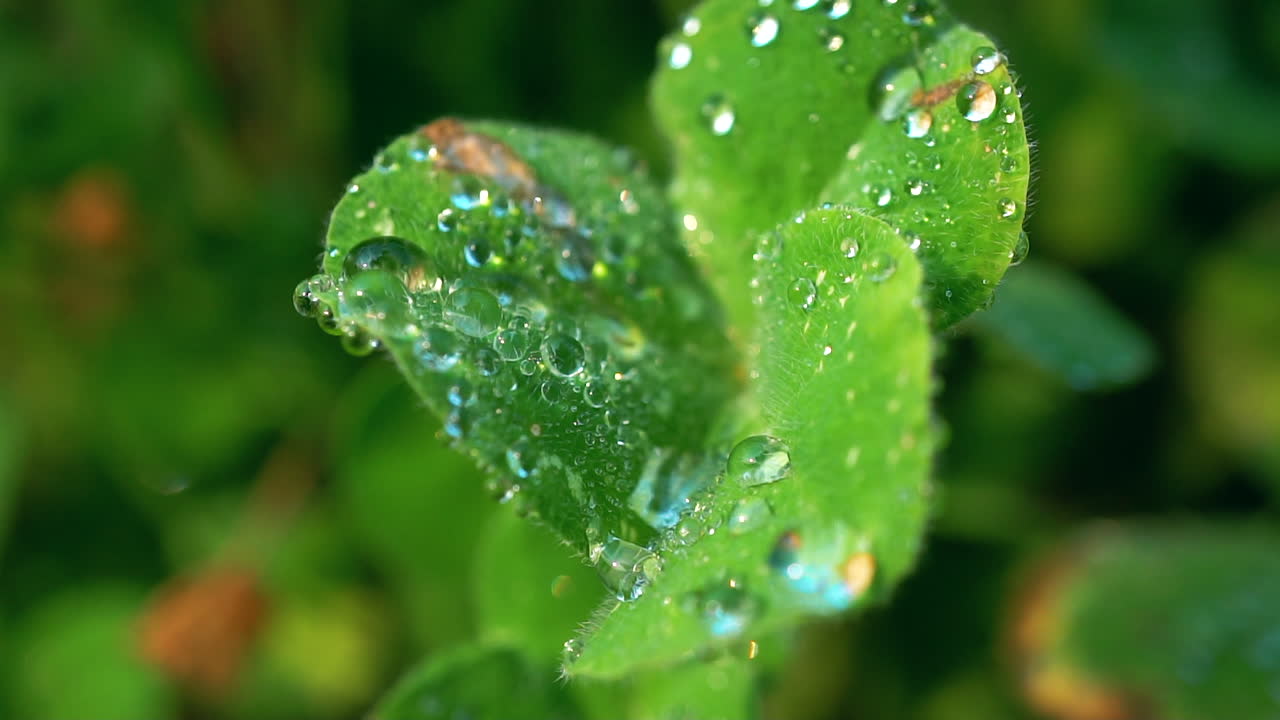 vista macro de gotas de rocío matutino en las hojas de un plan de jardín