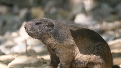 primer plano de castor salvaje relajándose en la naturaleza y disfrutando de la luz del sol - clip de alta calidad prores