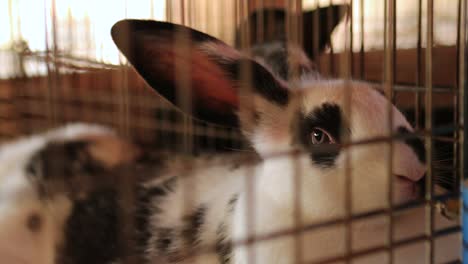 conejo dentro de la jaula en 4k. conejo domesticado dentro de la granja orgánica. animal detrás de las rejas