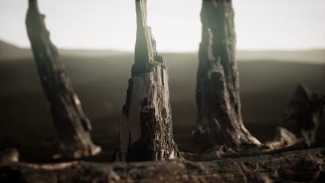 logs and trunks after the forest fire