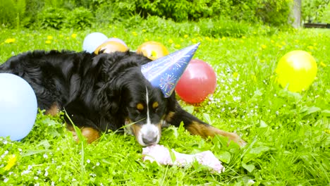 un perro con una gorra festiva comiendo un hueso