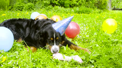 a dog in festive cap eating a bone