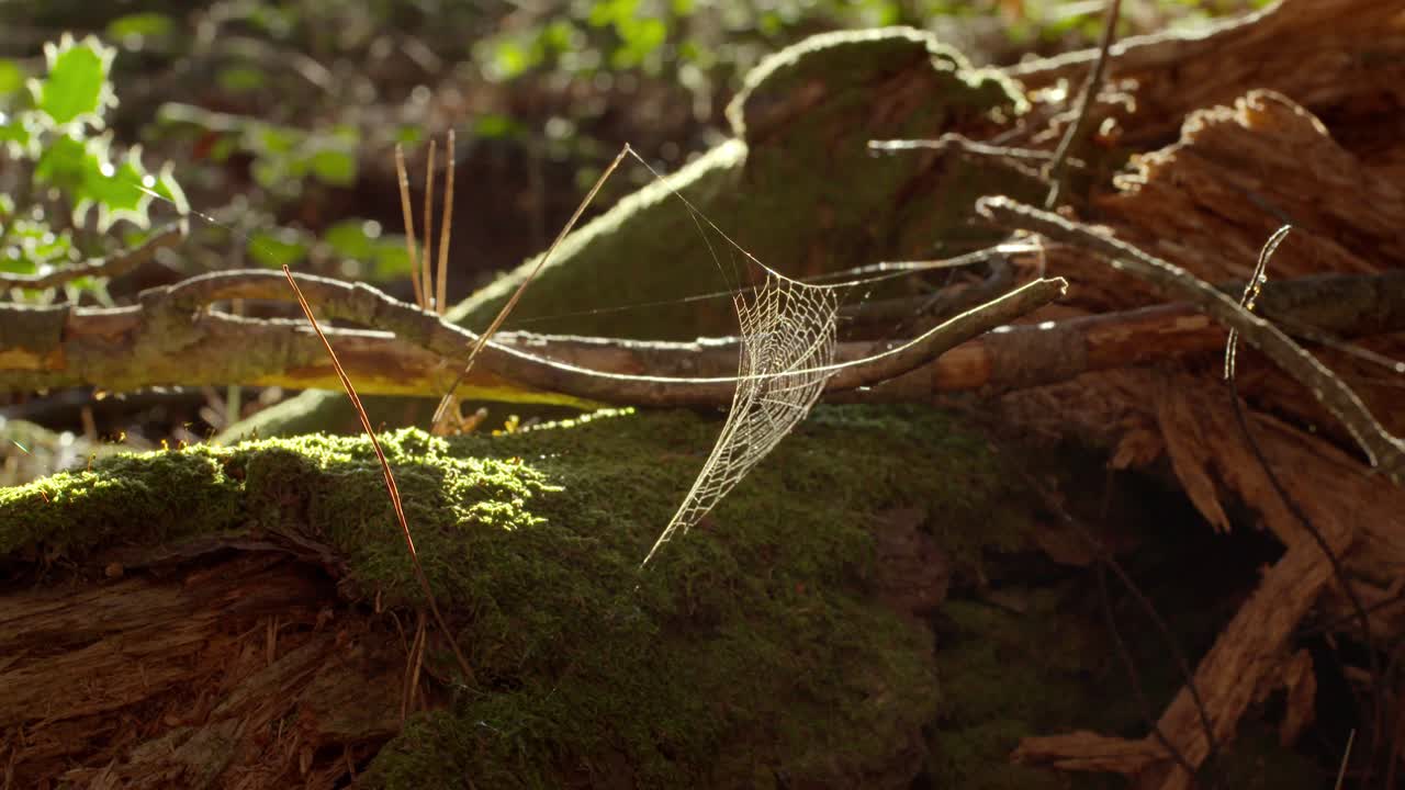 telaraña en un hermoso bosque verde y exuberante