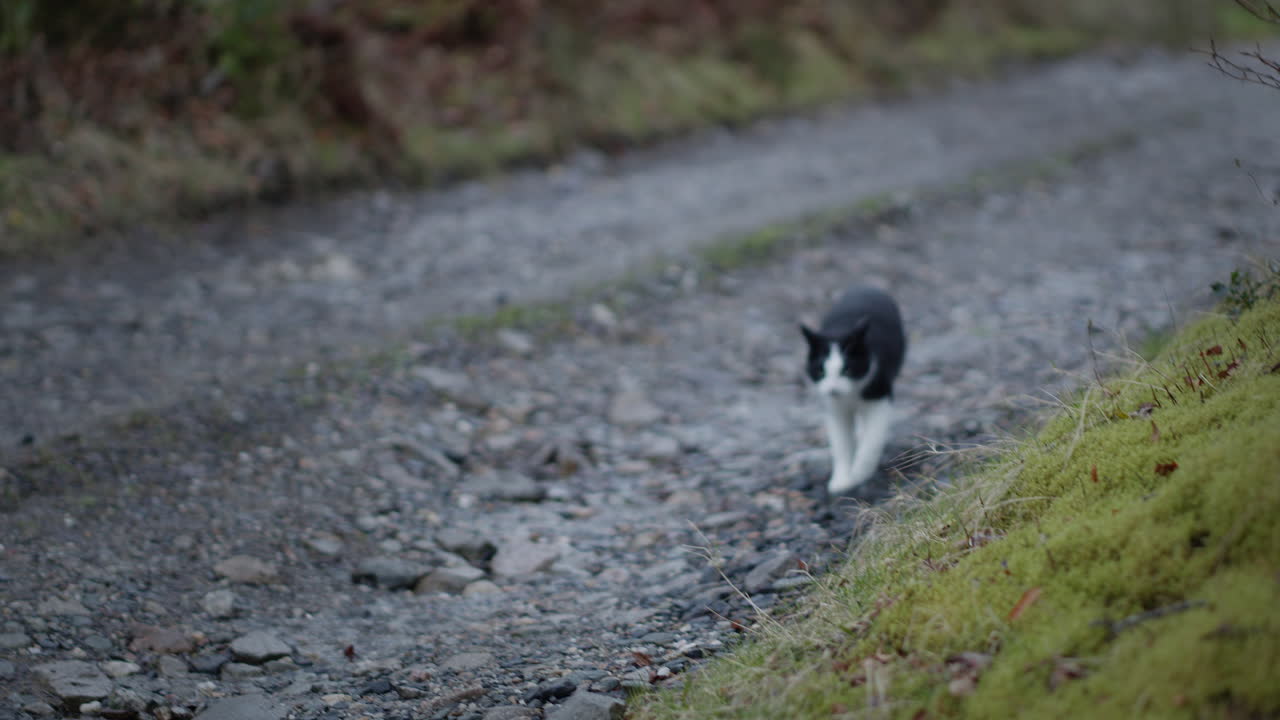 시골 의 자갈 길 을 따라 는 고양이