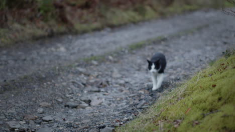 cat walking along gravel path in countryside