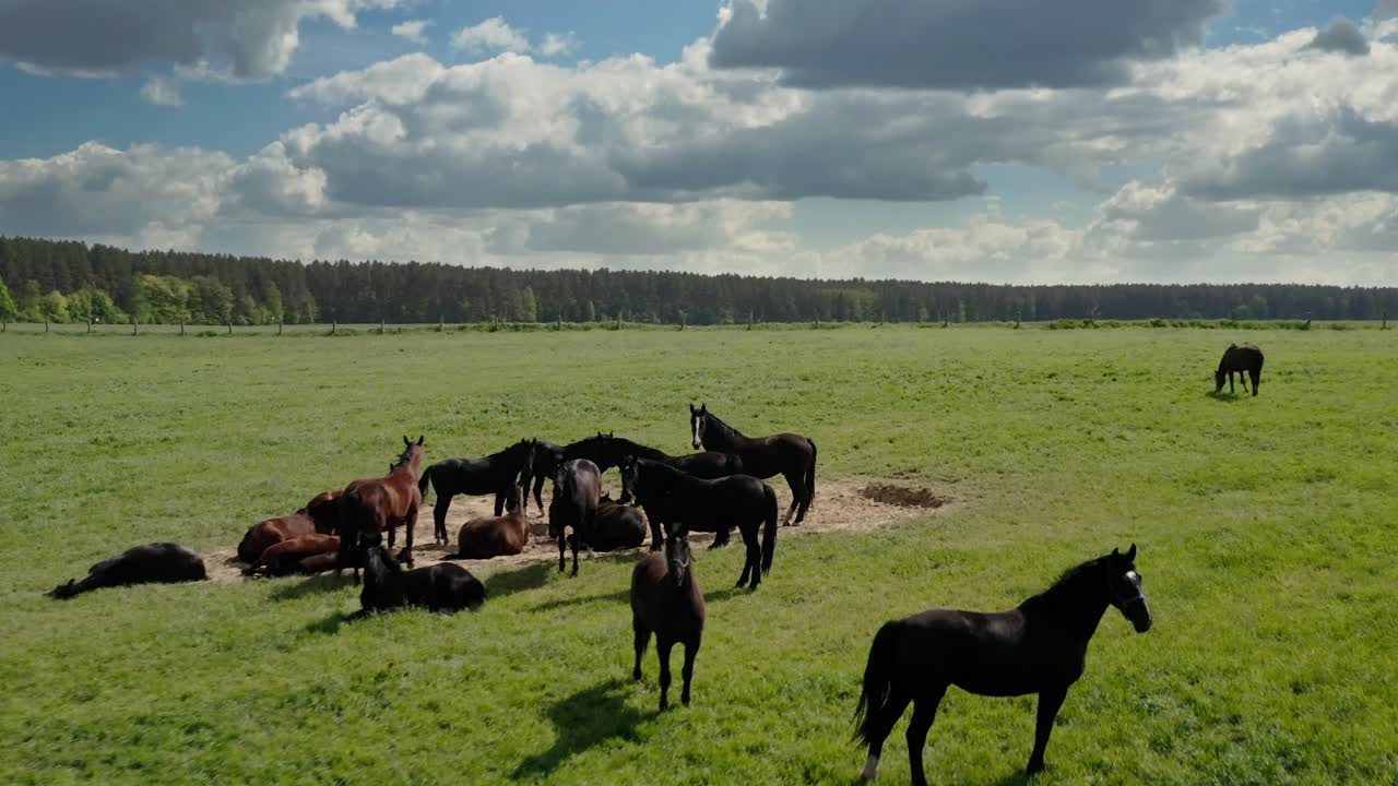 rebaño de caballos salvajes en un prado pintoresco en warmia, polonia - toma aérea