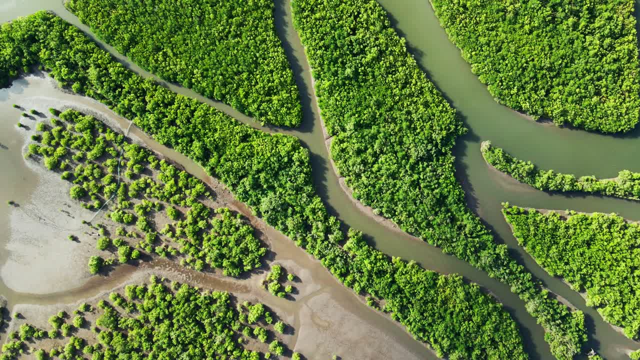 Aerial top-down flyover of lush, vibrant mangrove forest and shallow rivers during daytime at tropical island Catanduanes, Philippines.