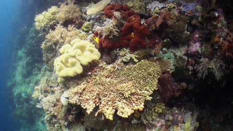 camera approaches healthy coral reef, various types of hard and soft corals, leather coral, table coral