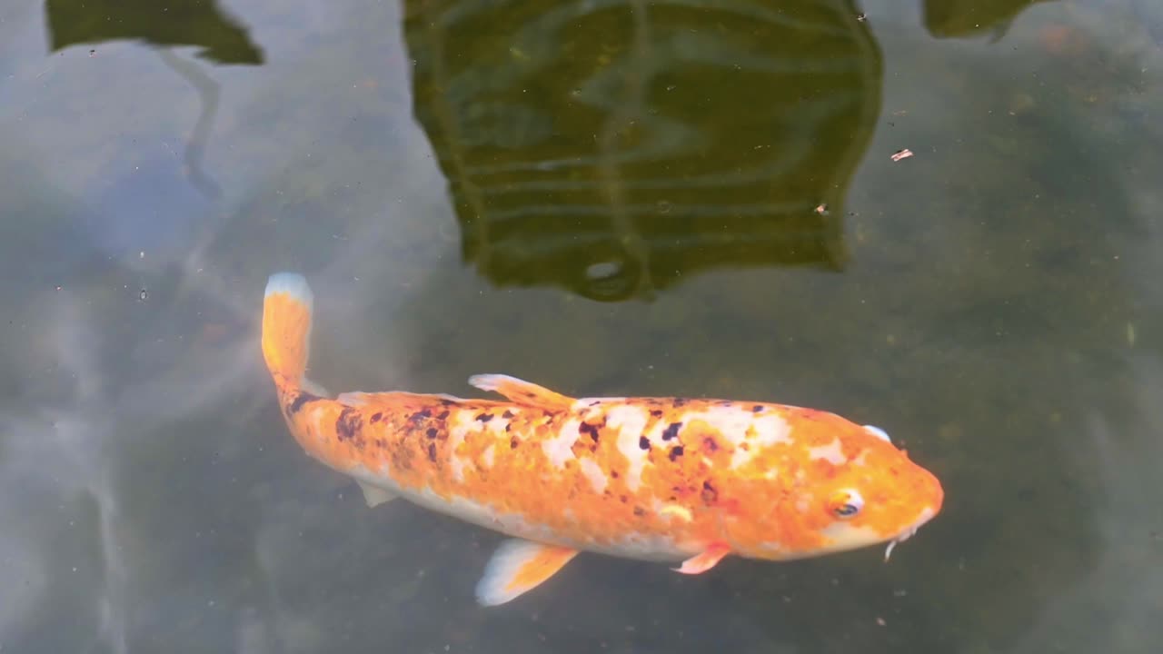 pez koi nadando en un estanque