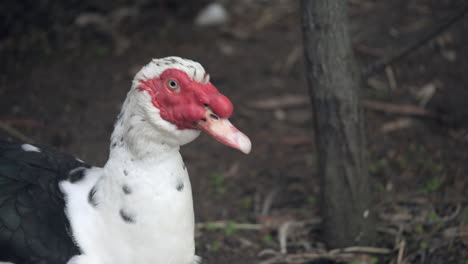 Pato-Muscovy-De-Cara-Roja-En-Cámara-Lenta-Moviendo-Su-Cabeza-Al-Aire-Libre