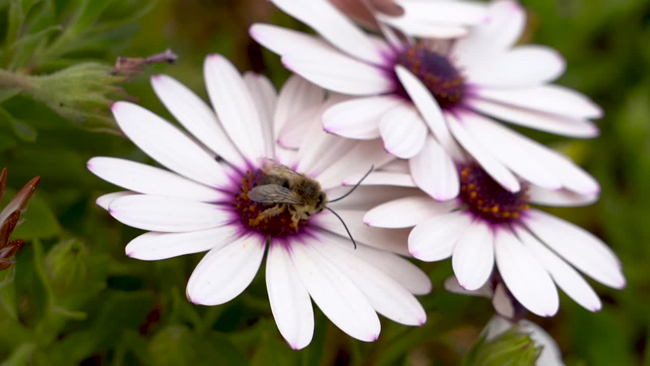 una abeja polinizando una flor