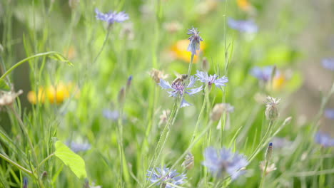 a single bee collecting nectar from a montana mountain flower