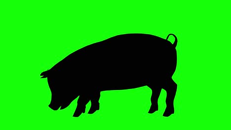 silhouette of a pig eating, on green screen, side view