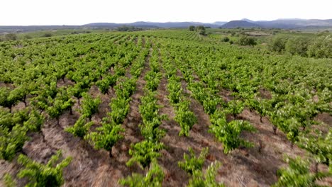 Aerial-rising-shot-overhead-large-fields-of-vineyards-in-the-south-of-France