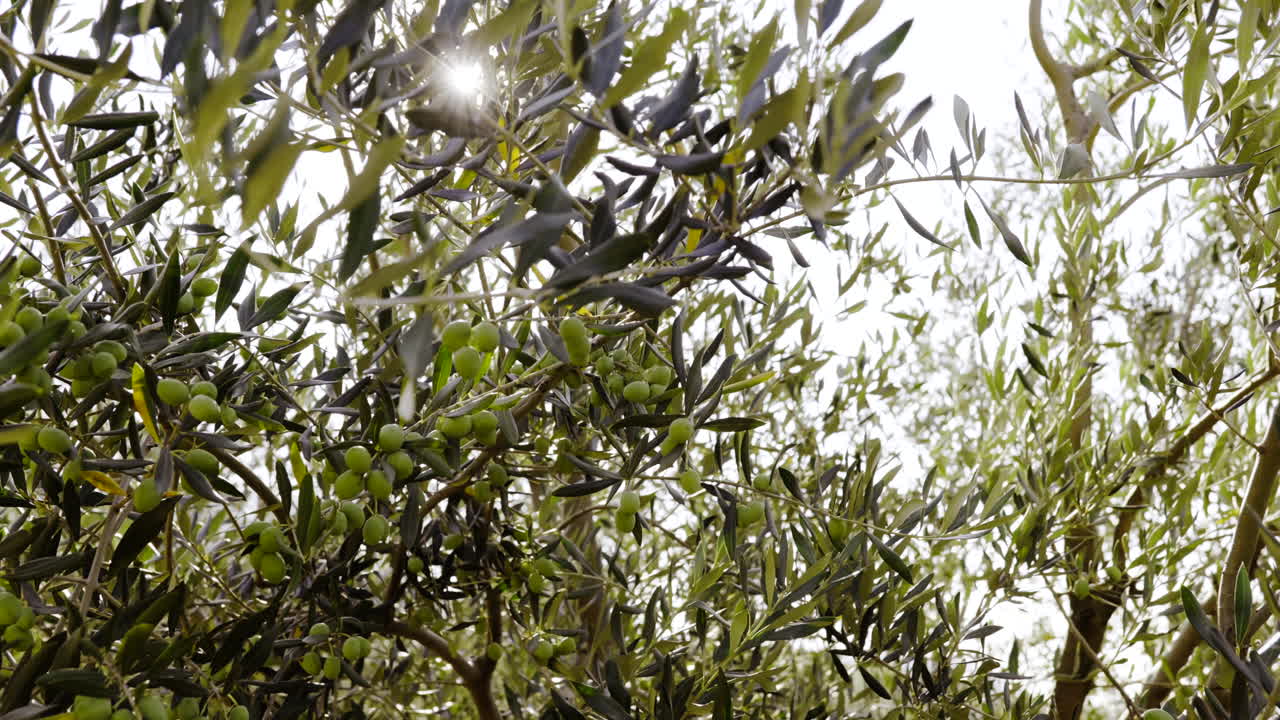 Olive Trees with Green Olives