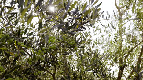 olive trees with green olives