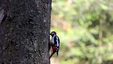 spotted woodpecker hangs against a tree and eats insects from the bark