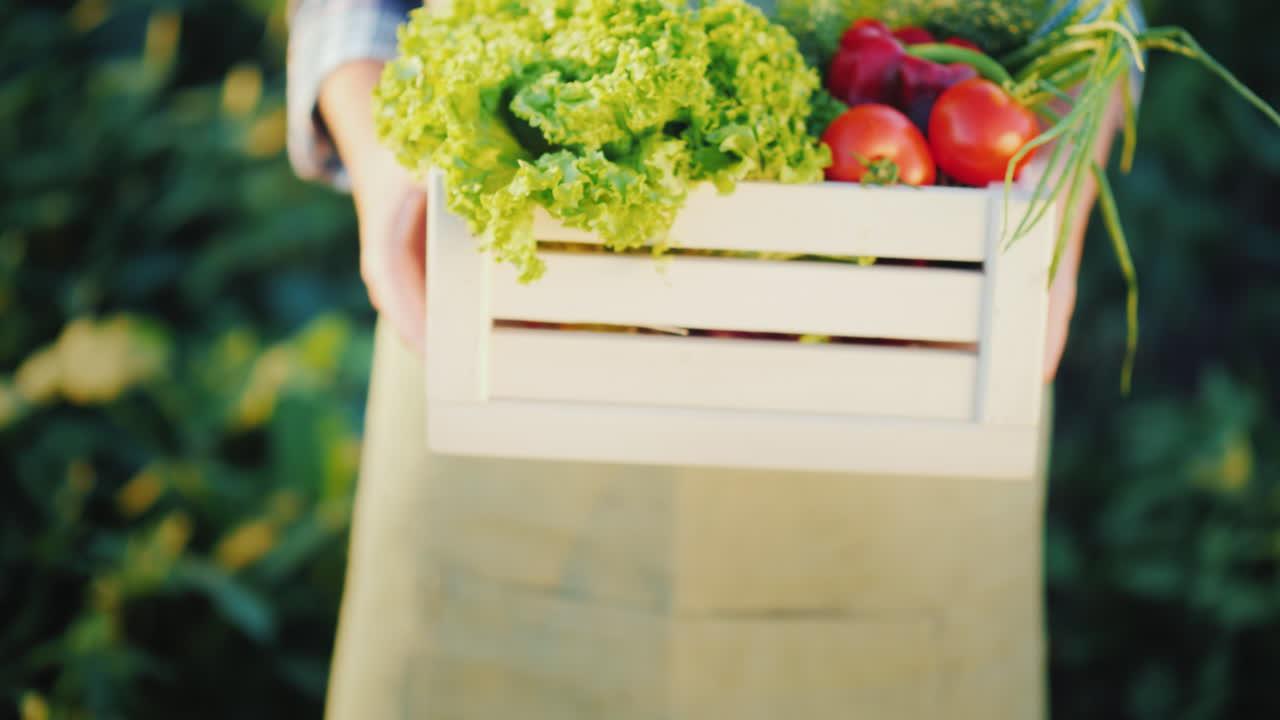 농부는 신선한 야채 유기농 농업 개념 클로즈업 4k 비디오가 있는 나무 상자를 들고 있습니다.