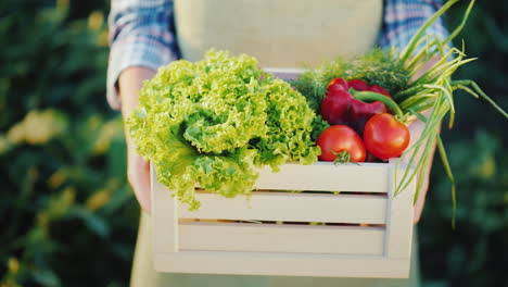 the farmer is holding a wooden box with fresh vegetables organic agriculture concept close-up 4k vid