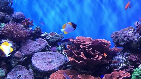 tropical fish aquarium video full of life and movement