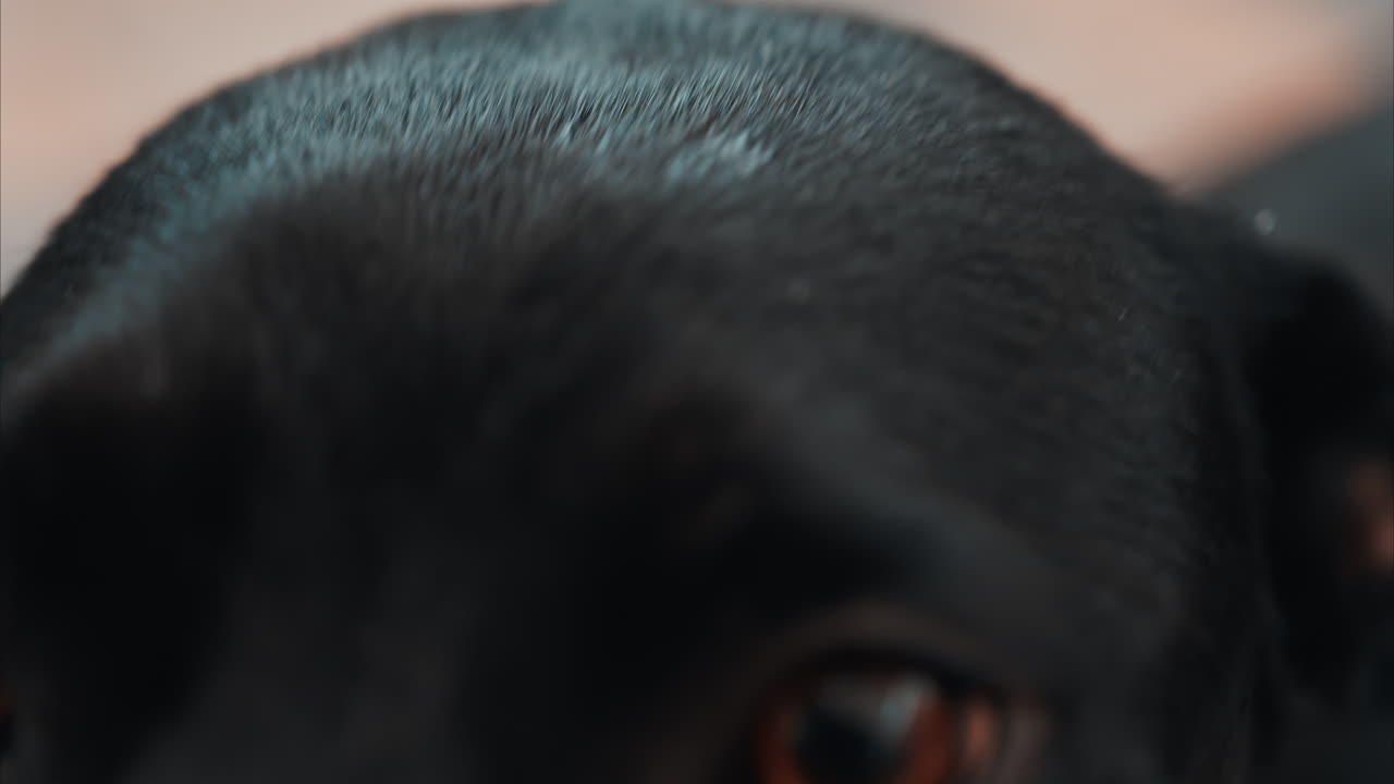 Close up of a black dog's expressive eyes and face