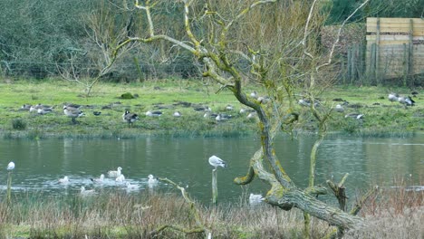 seagulls, ducks, geese, and other birds at a pond, england