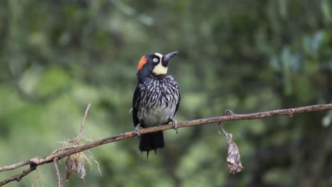 an incredibly cute acorn woodpecker bird , idle on a branch