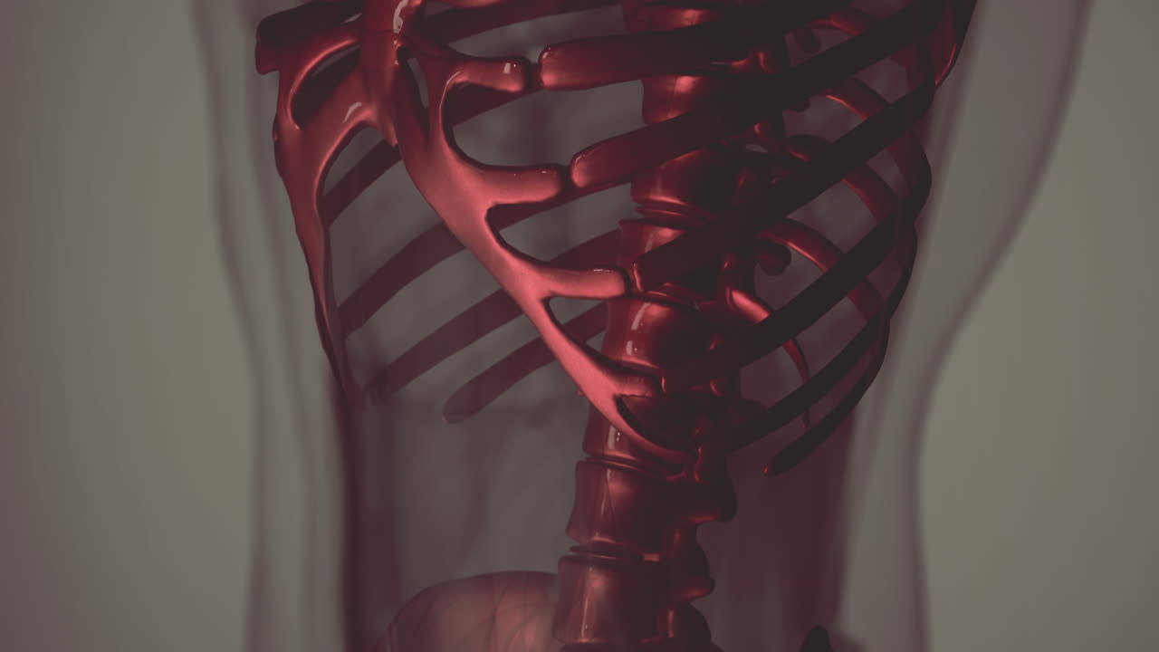 huesos visibles del esqueleto del hombre