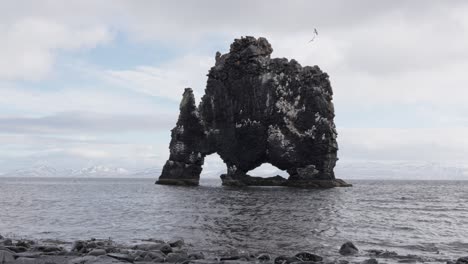 Northern fulmar fly around Hvitserkur rock during overcast Icelandic day