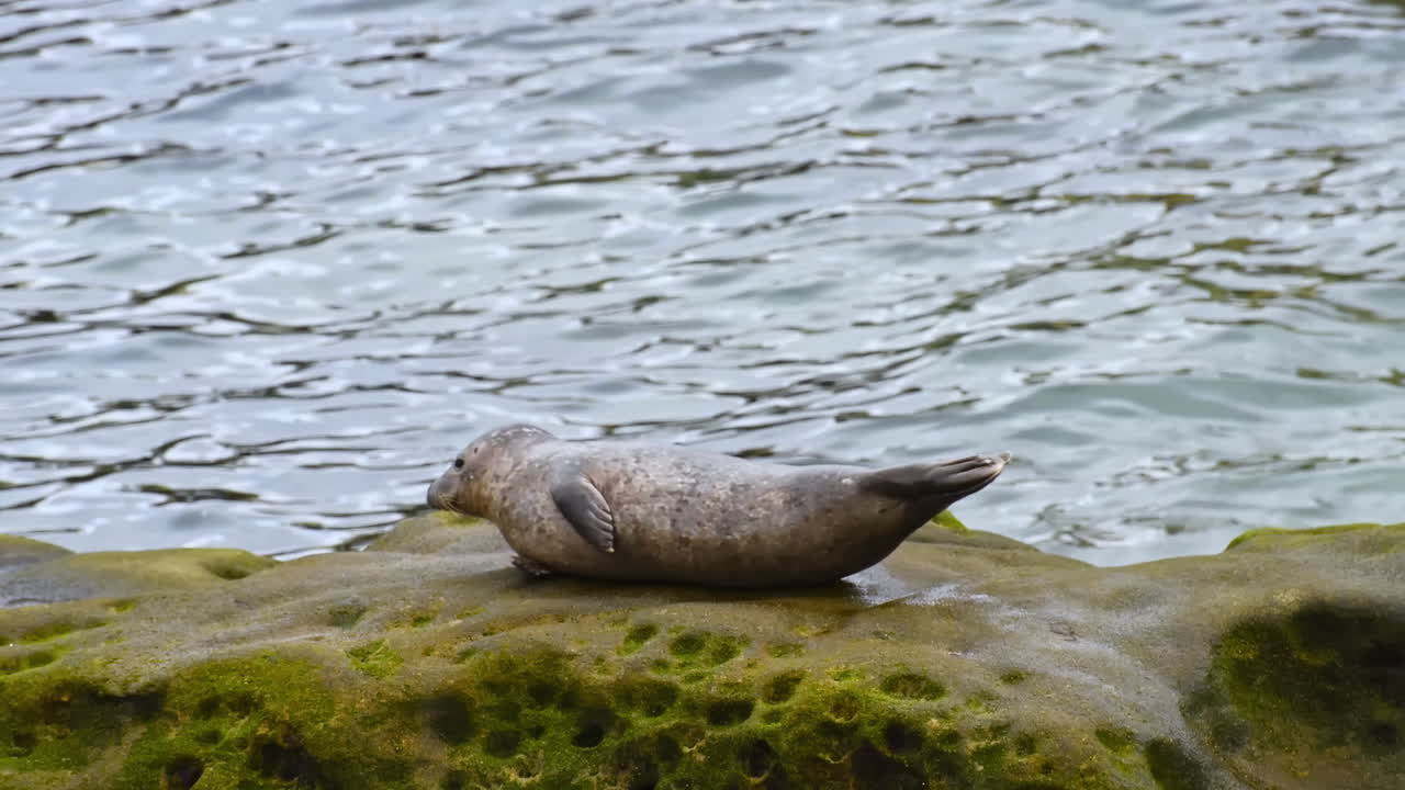 Young seal resting on a big wet rock from the beach