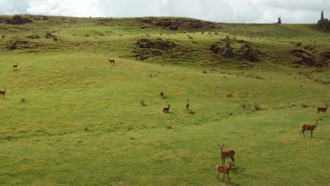 Große-Rotwildherde-Auf-Der-Hügeligen-Neuseeländischen-Ranch,-Luftbild