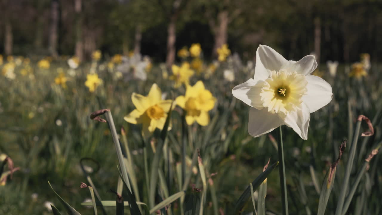 White Daffodil Flower Blossoming At Park In Springtime