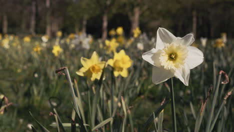 Flor-De-Narciso-Blanco-Floreciendo-En-El-Parque-En-Primavera