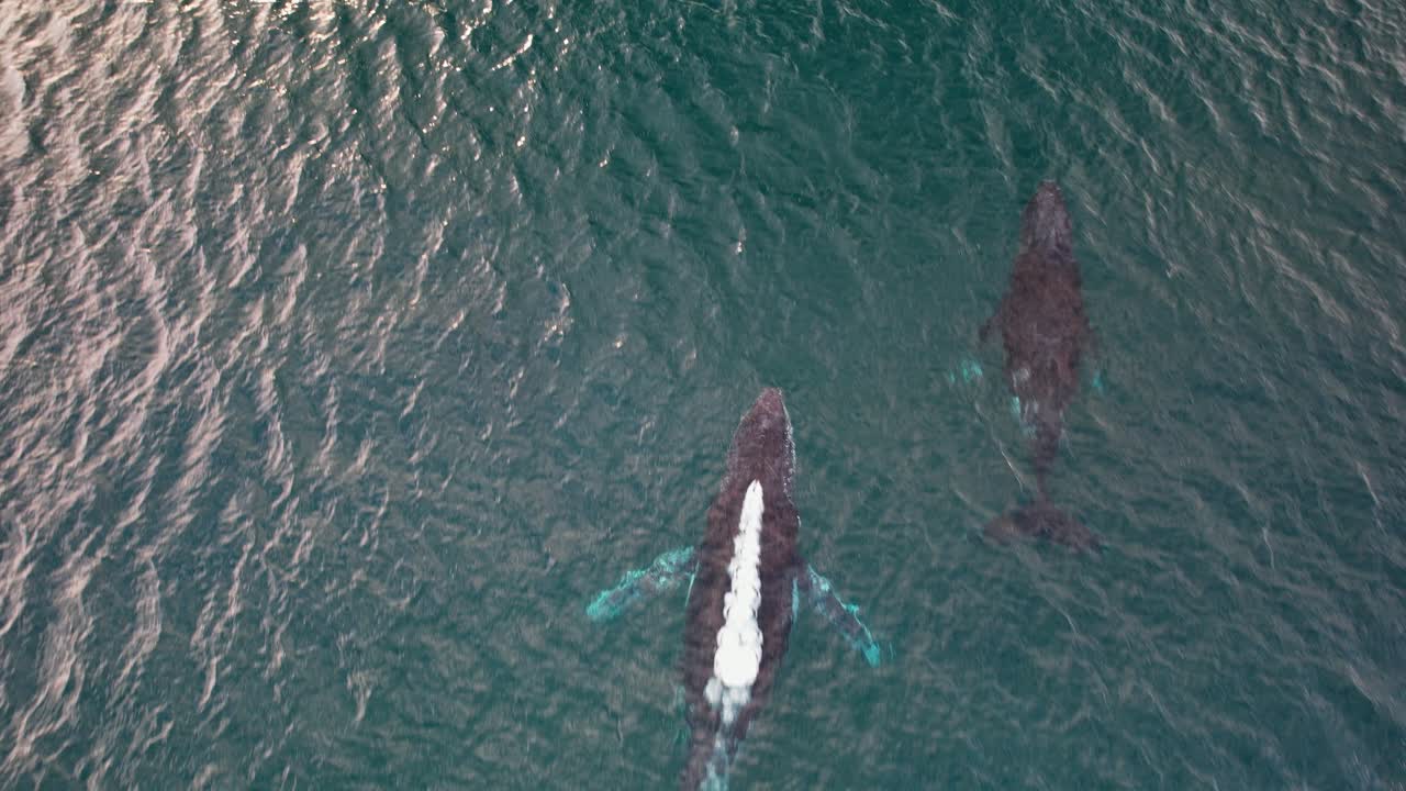 Humpback Whales In The Blue Sea In NSW, Australia - Drone Shot