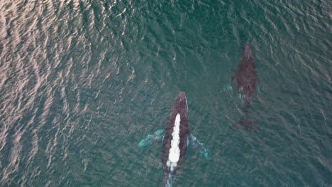 humpback whales in the blue sea in nsw, australia - drone shot