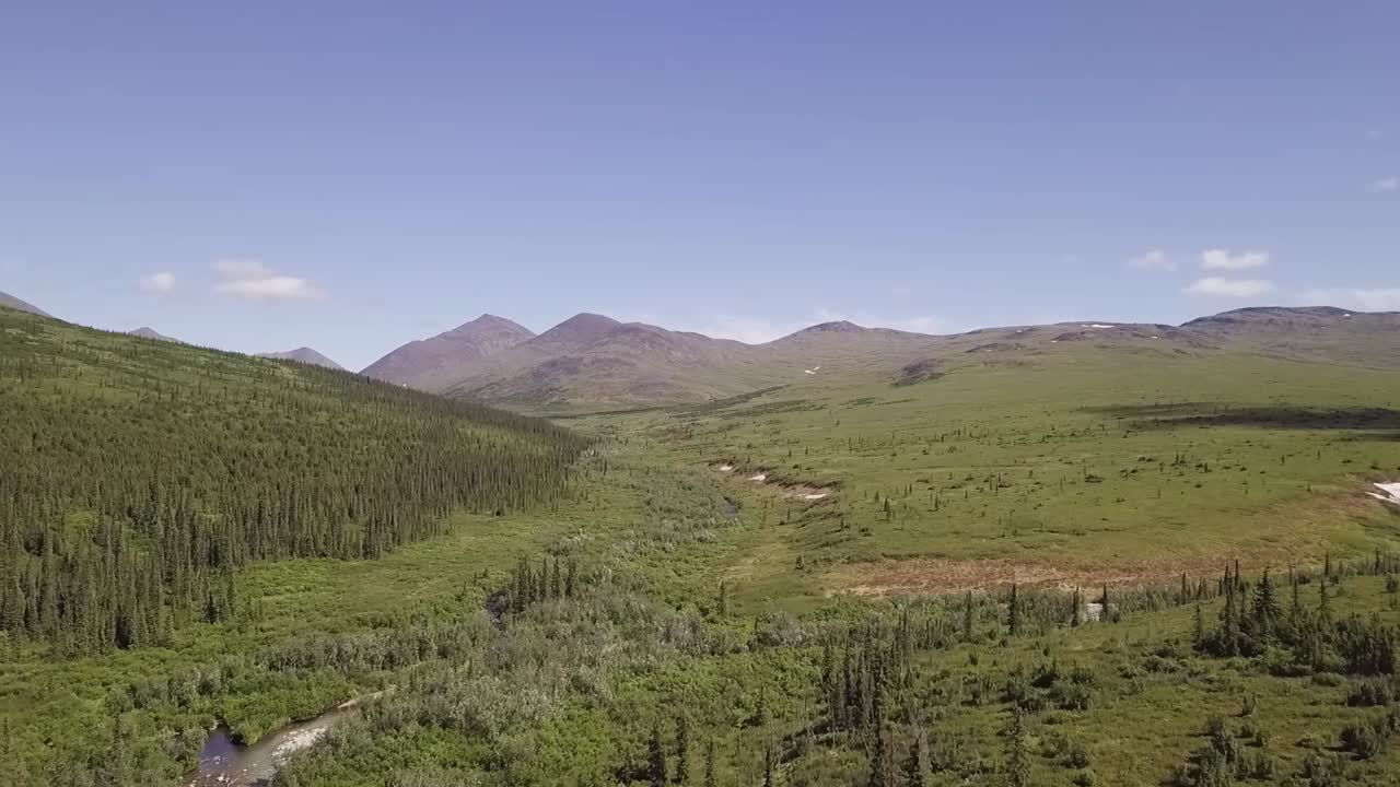 movimiento aéreo a través de claro glaciar alimentado arroyo en las montañas blancas, verano de alaska, exuberante verde bosque de abeto negro, 60p