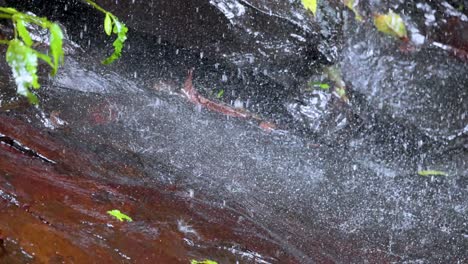 close-up of water splashing onto a dark, wet rock with green foliage above. natural daylight, high-speed capture, and shallow depth of field highlight dynamic motion